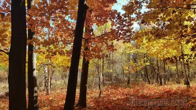 осенний лес на лесной тропе, осень, время года, дерево фон картинки и Фото  для бесплатной загрузки