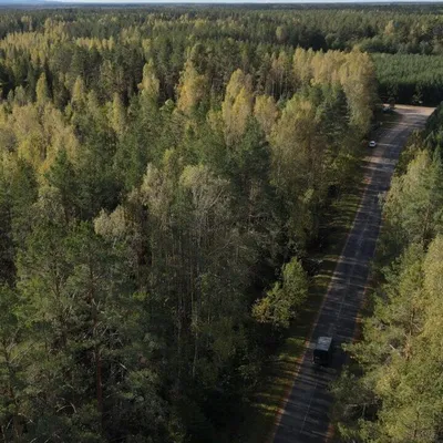 Картина «Осенний лес». Размер: 80x60 (см). Художник Масленик Тамара -  Купить онлайн с доставкой в онлайн-галерее Artcenter.by