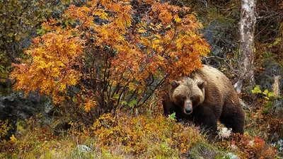 осенний лес полный ярких цветов, осенние цветы полевые цветы, Hd фотография  фото, цветок фон картинки и Фото для бесплатной загрузки