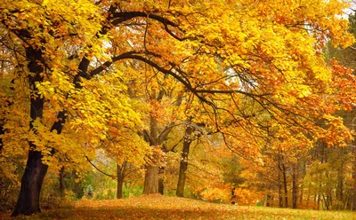 Осенний лес картинки