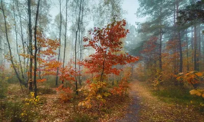 Картина «Осенний лес». Размер: 80x60 (см). Художник Масленик Тамара -  Купить онлайн с доставкой в онлайн-галерее Artcenter.by