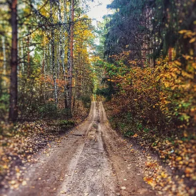 Осенний лес... фото прогулка. -\"Деревья стояли и смотрели на осень...\"