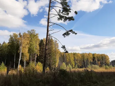 Осенний лес / Туманное утро