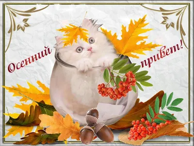 Осенний Приветик 🍁 ДОБРОЕ УТРО 🍂 С Добрым Осенним Утром и Хорошим Днём 🌹  С Началом Осени - YouTube