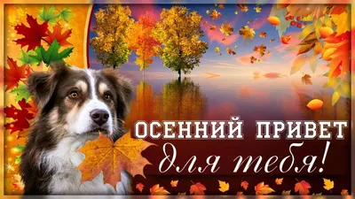 Осенний привет! 🍁 - YouTube