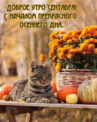 🌺🌿 ЯГОДКИ, ДОБРОЕ УТРО, ОТЛИЧНОГО ДНЯ! 🌿🌺 Пусть удачным будет день!  Радостным! Хорошим! Пусть не.. | ВКонтакте