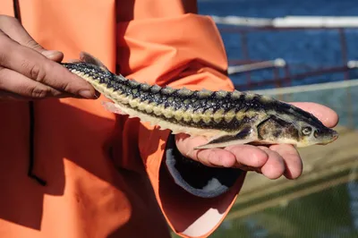 🐟 Купить осетра свежемороженого 20: 2 550 руб за кг в Красноярске -  интернет-магазин Дикоед