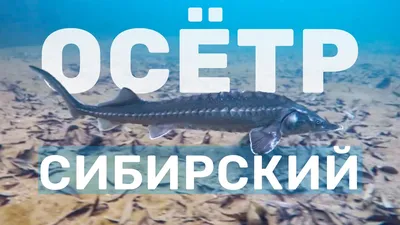 Рыба Осетр резная деревянная Размер 60 х 11 см. (ID#1847314969), цена: 1395  ₴, купить на Prom.ua