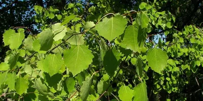 Саженцы осины обыкновенной в Кишиневе, Populus tremula дерево в Молдове |  PLANTE.md