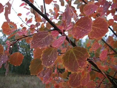 File:Populus tremula Осина Осенние листья.jpg - Wikimedia Commons