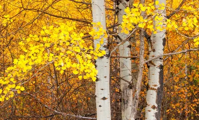 File:Populus tremula Осина осенью Листья красные.jpg - Wikimedia Commons