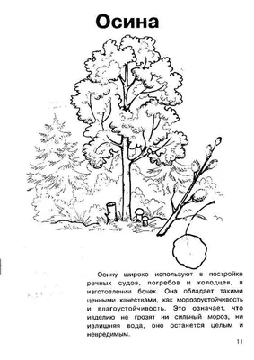 Проект «Наше дерево — осина» (2 фото). Воспитателям детских садов, школьным  учителям и педагогам - Маам.ру