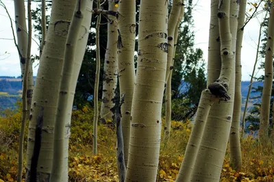 File:Populus tremula Осина Осенние листья.jpg - Wikimedia Commons