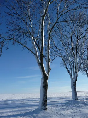 Саженцы осины обыкновенной в Кишиневе, Populus tremula дерево в Молдове |  PLANTE.md