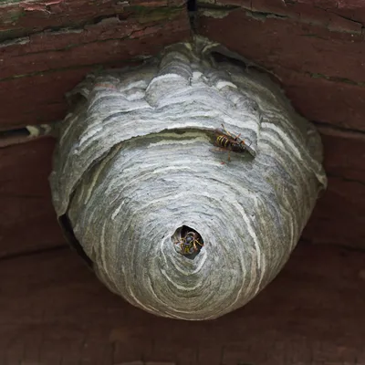 File:Осиное гнездо в лесу. Hornet's nest in the forest. - panoramio.jpg -  Wikimedia Commons