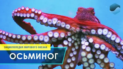 Гигантский осьминог | Mythological Creations | Fandom