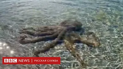 Антарктические осьминоги живут в самом холодном океане и не замерзают. Как?