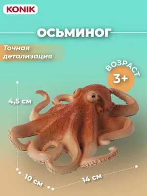 Осьминог средиземноморский большой 2-3 кг - Ocean Food