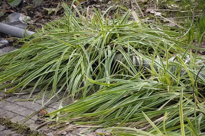 Осока висячая - Осока - GardenPlants