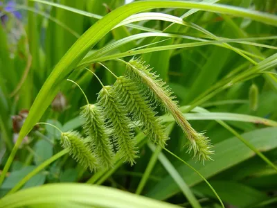 Осока власовидная 'Frosted Curls' (Carex comans 'Frosted Curls')