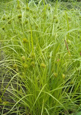 Осока пальмолистная 'Aureovariegata' (Carex muskingumensis 'Aureovariegata')