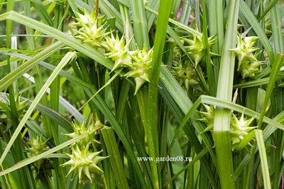 Осока гладконосая (Carex leiorhyncha) - Осока гладконосая - Осока -  Декоративные травы - По виду - Каталог - LESKOVO-PITOMNIK.ru