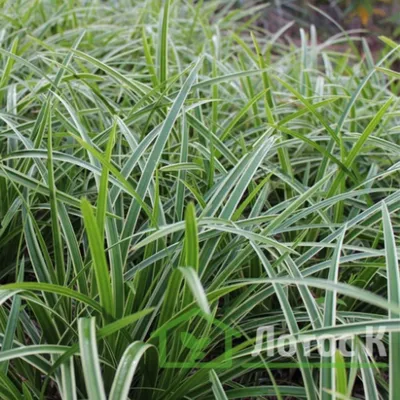 Осока Морроу 'Vanilla Ice' (Carex morrowii 'Vanilla Ice')