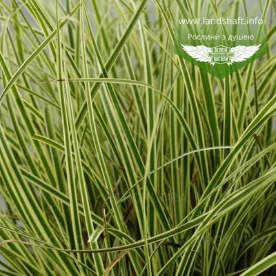 Carex brunnea 'Albolineata', Осока коричневатая 'Альболинеата' |  landshaft.info