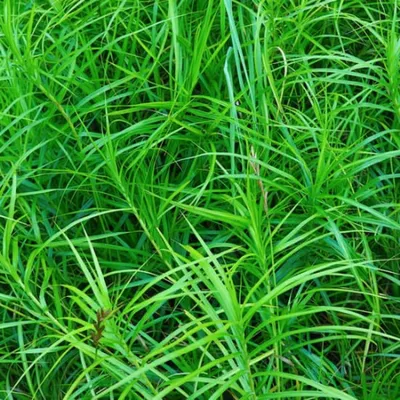 Осока Морроу Вариегата (Carex morrowii Variegata) С3 весна 2024 — Питомник  Летний сад