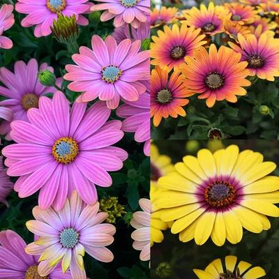 Osteospermum | Gardens of Russian Museum