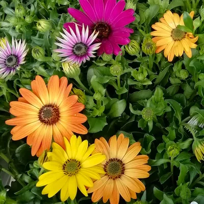 Buy Osteospermum Special Collection at jparkers.co.uk