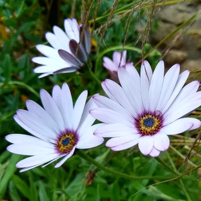 Osteospermum Sunshine Beauty | 5 Large Plug Plants