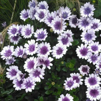 Spanisches Gänseblümchen - Osteospermum Pink Einjährige Beetpflanze