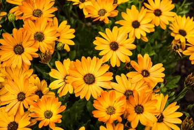 Osteospermum - Pearson's Nursery and Tearoom