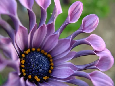 How to Grow and Care for Osteospermum