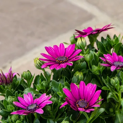 Osteospermum jucundum — Neil Ross Gardens