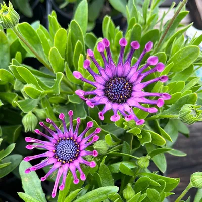 Osteospermum SummerSmile 'Orange' - Urban Jungle - Plant Nursery in  Norwich, Norfolk and Beccles, Suffolk.