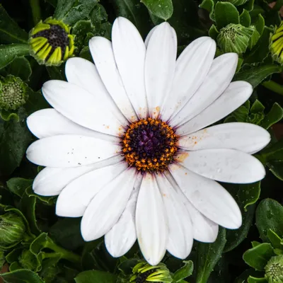 File:Osteospermum.jpg - Wikimedia Commons