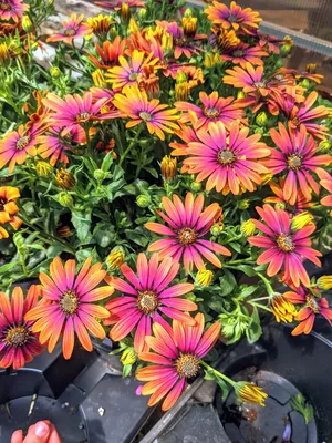 Osteospermum 'Lavender' (Pot Size 10.5cm) - African Daisy - The Boma Garden  Centre