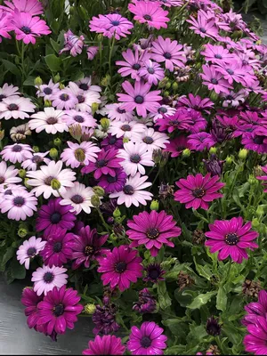 File:Osteospermum flower 2.jpg - Wikipedia