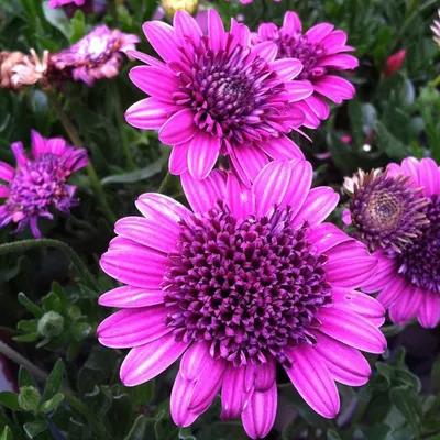 Osteospermum 'Spider Pink' 14cm – Yarra View Garden Centre