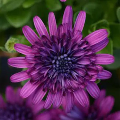 Osteospermum 3D Double Purple Envy TM