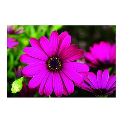 beautiful bright purple Osteospermum Eklona flower in garden like  background Stock Photo - Alamy