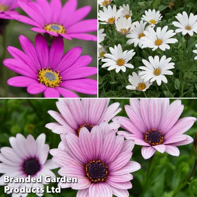 Osteospermum 'White' (Pot Size 10.5cm) - African Daisy - The Boma Garden  Centre