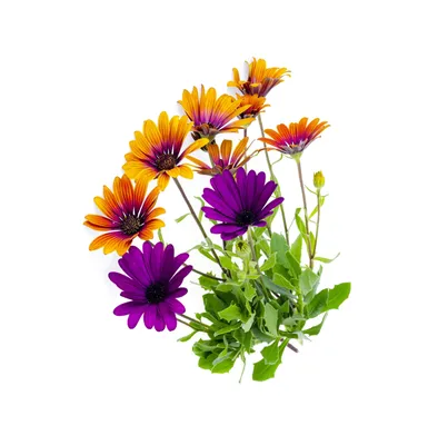 Osteospermum: A Comprehensive Guide to Growing and Caring for These  Beautiful Flowers