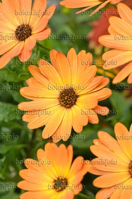 Osteospermum ecklonis | Biocarve Seeds