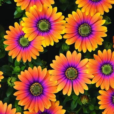 3D Purple Osteospermum