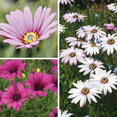 Osteospermum '4D Purple' - Evergreen Nursery