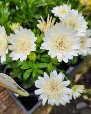 Osteospermum