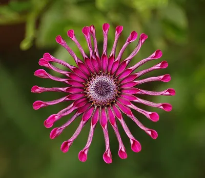 Osteospermum Asti White F1 | All-America Selections